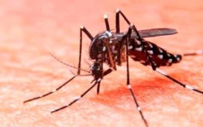 Expertos piden a México incorporar vacuna contra el dengue ante riesgo de nuevas epidemias