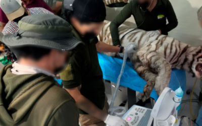 El rescate de Kenzo termina en tragedia: Profepa confirma su muerte y revela el porqué