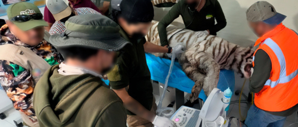 El rescate de Kenzo termina en tragedia: Profepa confirma su muerte y revela el porqué