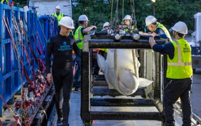 EE.UU. recibe las primeras seis ballenas belugas del clausurado parque canadiense Marineland