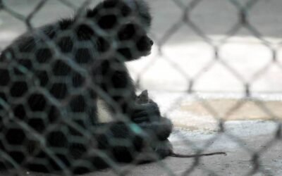 Profepa asegura cría de mono araña que era mantenida como mascota en Colima