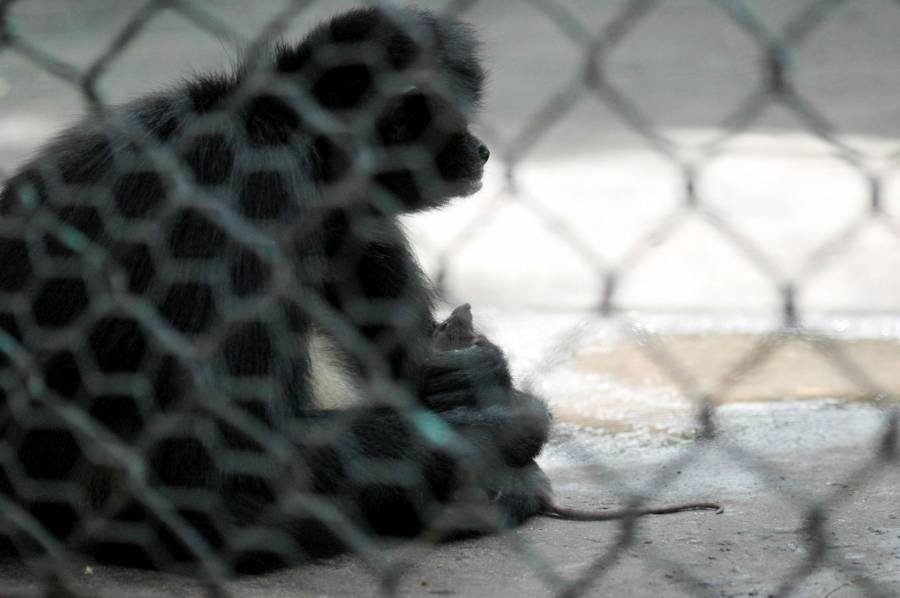 Profepa asegura cría de mono araña que era mantenida como mascota en Colima