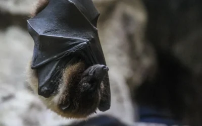 Muere niño por terrorífico contacto con un murciélago en Canadá que le infectó  rabia.
