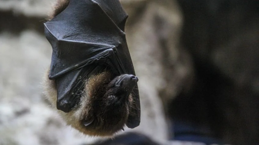 Muere niño por terrorífico contacto con un murciélago en Canadá que le infectó  rabia.