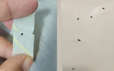 Personal de salud denuncia plaga de pulgas y garrapatas en la UMF No. 39 del IMSS en Matamoros, Tamaulipas