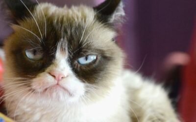 Llega el Museo del Gato a la Ciudad de México con causa social