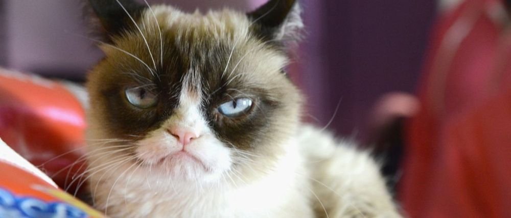 Llega el Museo del Gato a la Ciudad de México con causa social