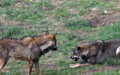 ¿Alarma global por la biodiversidad: Lista Roja de la UICN supera las 49 mil especies en peligro de extinción