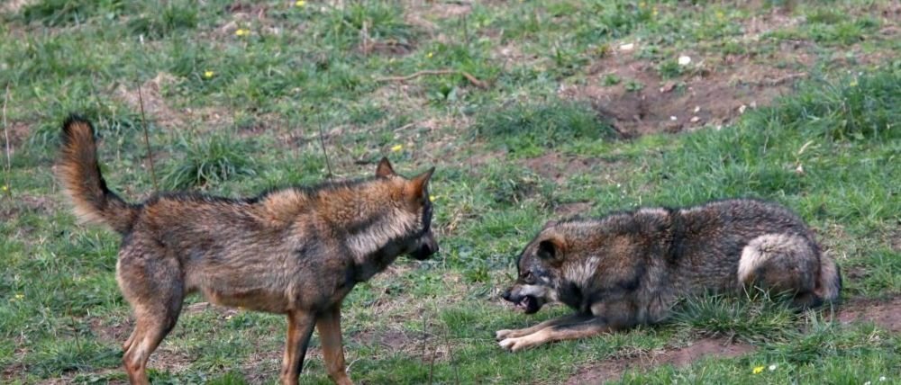 ¿Alarma global por la biodiversidad: Lista Roja de la UICN supera las 49 mil especies en peligro de extinción
