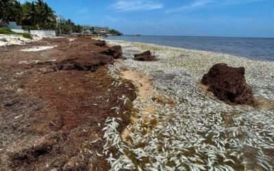 Miles de peces llegan muertos a la Bahía de Petempich en Quintana Roo