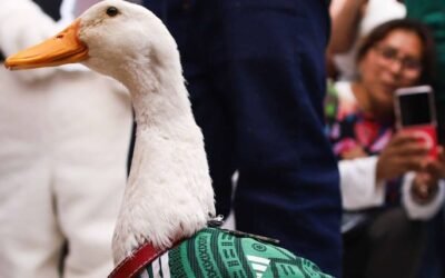 Impulsan en CDMX la ‘Ley Merlín’: buscan que animales ‘influencers’ aseguren su propio bienestar