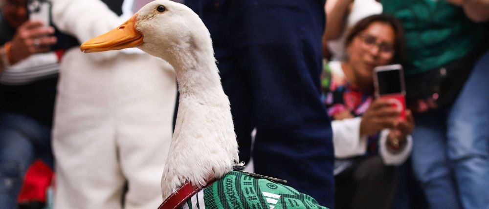 Impulsan en CDMX la ‘Ley Merlín’: buscan que animales ‘influencers’ aseguren su propio bienestar
