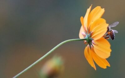 ¡Histórico! CDMX publica ley para salvar a abejas y polinizadores