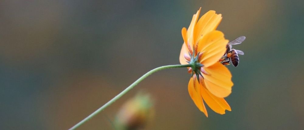 ¡Histórico! CDMX publica ley para salvar a abejas y polinizadores