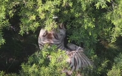 Capturan a tigre de bengala que escapó en Tepetlaoxtoc; está herido