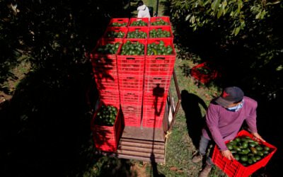 Despliega México 46 bases militares para proteger el aguacate en Michoacán