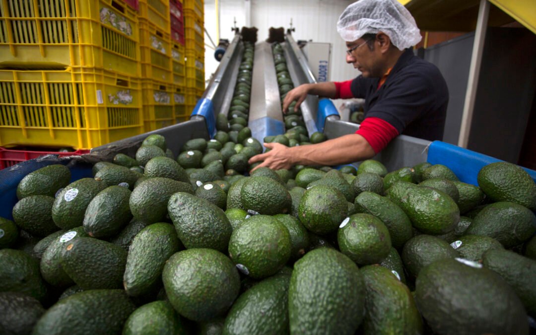 Suspende EU la compra de aguacate en Michoacán por la inseguridad.