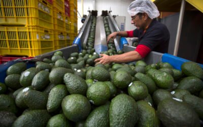 Suspende EU la compra de aguacate en Michoacán por la inseguridad.