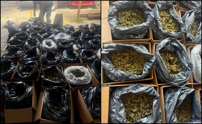 Decomisan cargamento de 300 kilos de marihuana en carretera de Tabasco