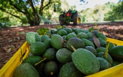 Busca México reactivar exportación de aguacate tras suspensión en Estados Unidos