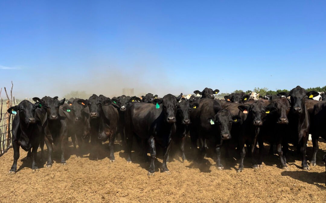 Prevén ganaderos que abrir borde con EUA modere auge de exportaciones mexicanas de carne