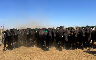 Prevén ganaderos que abrir borde con EUA modere auge de exportaciones mexicanas de carne