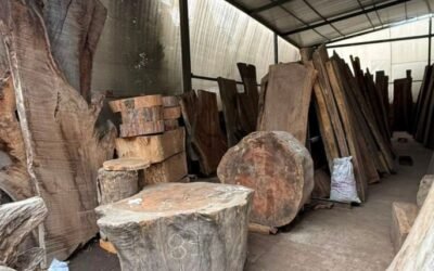 Desmantelan red de tala ilegal en Fuentes de Tepepan, Tlalpan