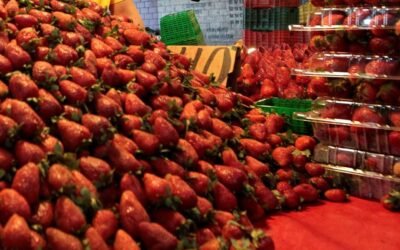 Denuncia CNA a EUA de violar el T-MEC al acusar de “dumping” a sus fresas