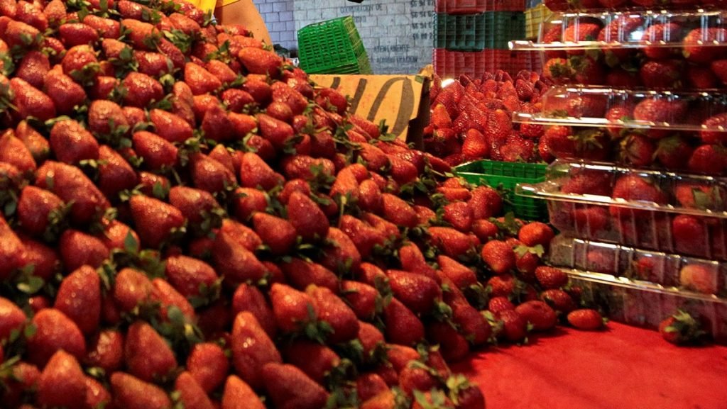 Denuncia CNA a EUA de violar el T-MEC al acusar de “dumping” a sus fresas