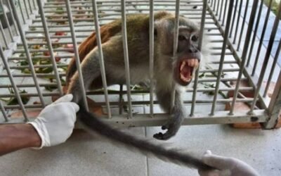 Capturan a mono tras ataques que dejaron 18 heridos en Indonesia