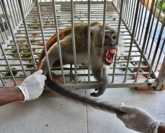 Capturan a mono tras ataques que dejaron 18 heridos en Indonesia