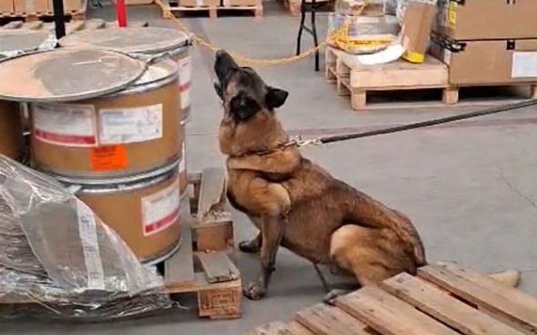 Binomio canino detecta 245 kilos de metanfetamina y 18 paquetes de hoja de coca en el AICM