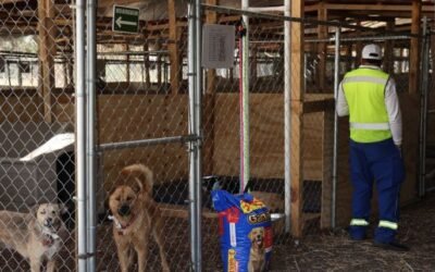 Fundación Haghenbeck denuncia a funcionarios de la CDMX por presuntas omisiones en casos de crueldad animal