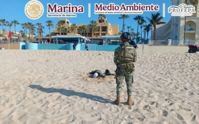 Marina y PROFEPA protegen arribazón de tortugas golfinas en Los Cabos