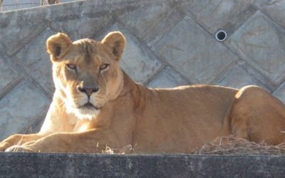 Mueren tres leonas en zoológico de Japón tras fuerte ola de calor que dejó al menos 59 personas fallecidas