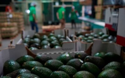 Asociación mexicana de aguacateros pide a Estados Unidos reactivar programa de exportación