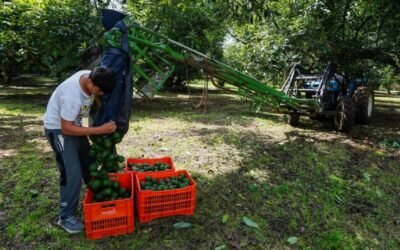 Amenaza contra inspectores aguacateros de EU se habría registrado en bastión del “Cártel de Los Reyes”