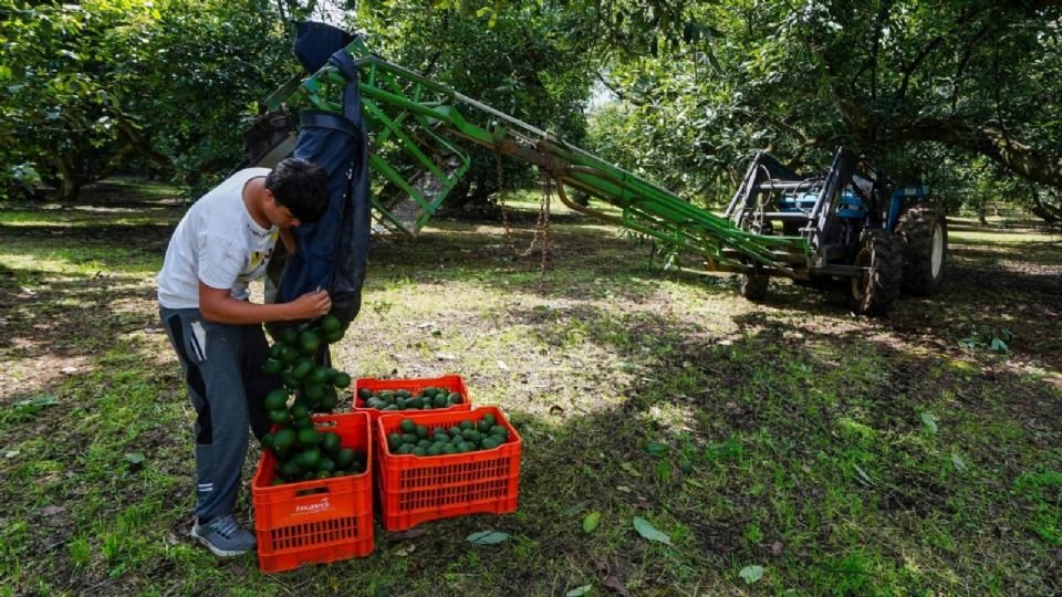 Amenaza contra inspectores aguacateros de EU se habría registrado en bastión del “Cártel de Los Reyes”