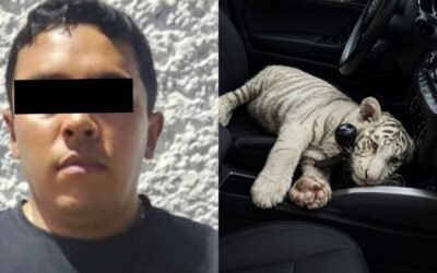 Detienen en Iztapalapa a sujeto que trasladaba a una cría de tigre de Bengala blanca en una camioneta