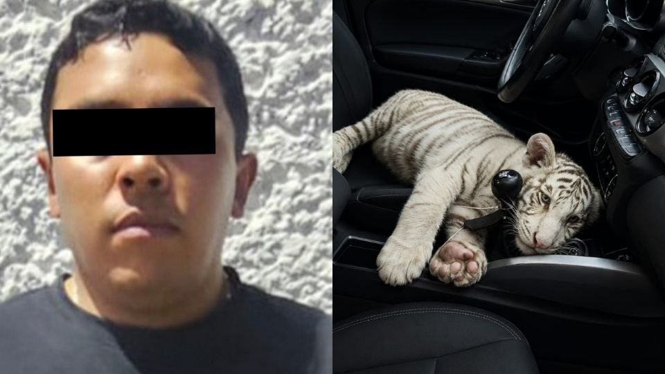 Detienen en Iztapalapa a sujeto que trasladaba a una cría de tigre de Bengala blanca en una camioneta