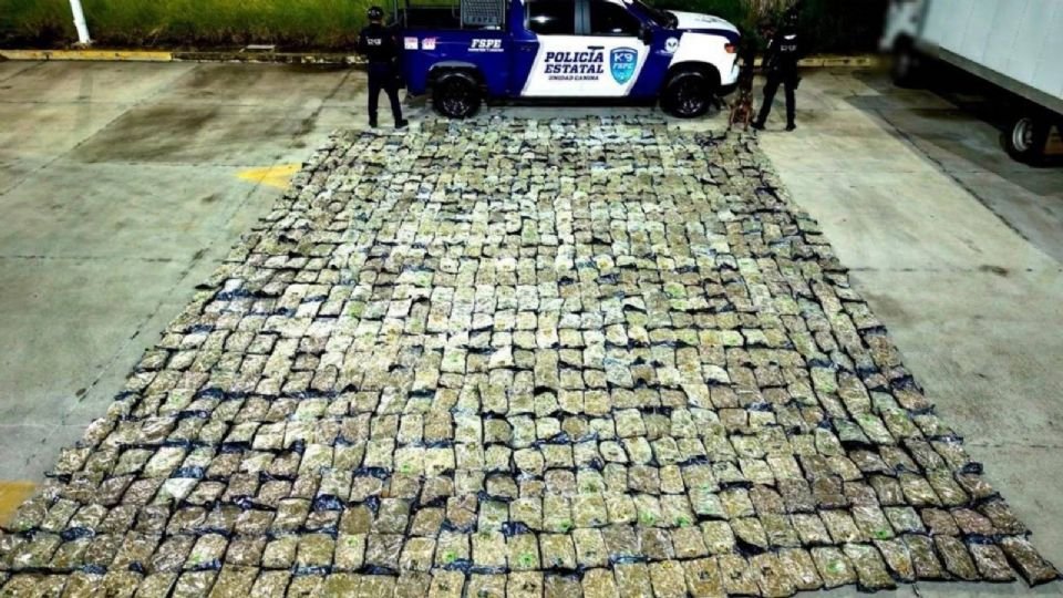 Decomisan más de media tonelada de marihuana en una empresa de paquetería en León, Guanajuato