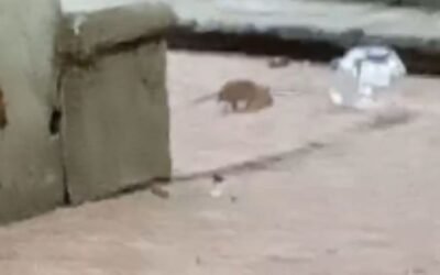 Desatada plaga de ratas y mosquitos en el Jardín Tabacalera de la Cuauhtémoc por basura y charcos.