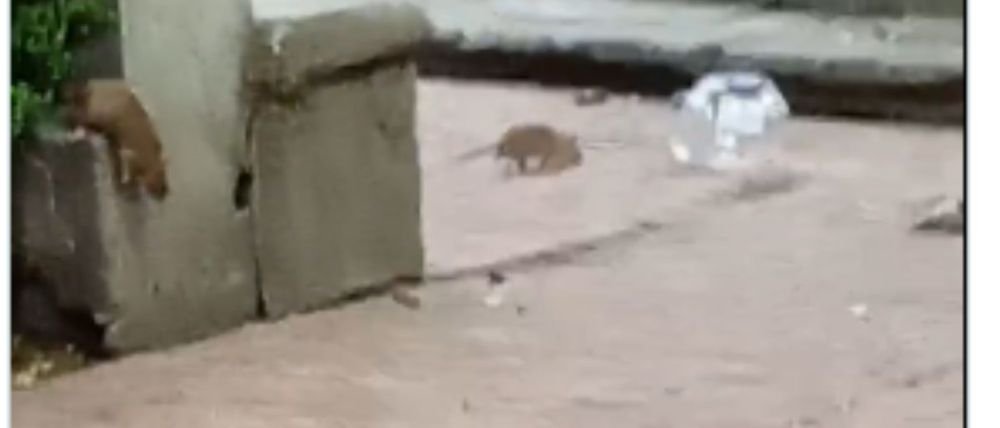Desatada plaga de ratas y mosquitos en el Jardín Tabacalera de la Cuauhtémoc por basura y charcos.
