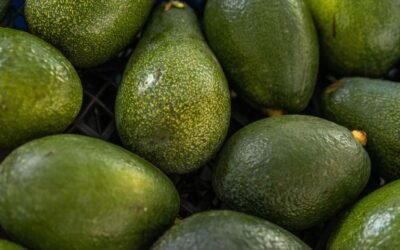 Suben las exportaciones de aguacate a EU en medio de polémica por T-MEC y aranceles