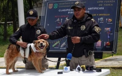Pirotecnia en Fiestas Patrias: riesgos de salud, contaminación y afectaciones en mascotas