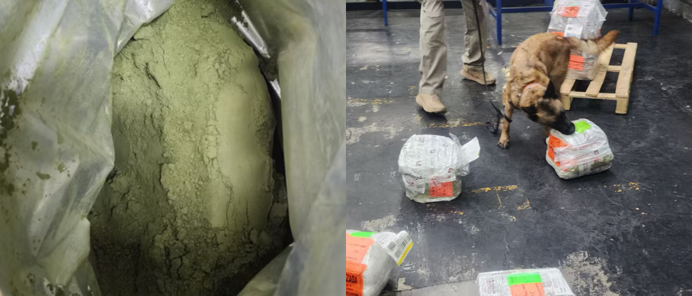 Aseguran ocho kilos de polvo de coca ocultos como moringa en el AICM