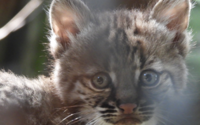 ¡Nuevo michi! Nace primer lince rojo en el Centro de Conservación de Chapultepec