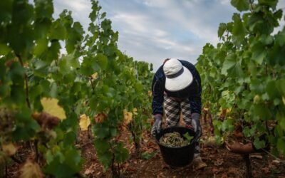 Registra Francia su menor producción de vino desde 1957 por la sequía y las olas de calor