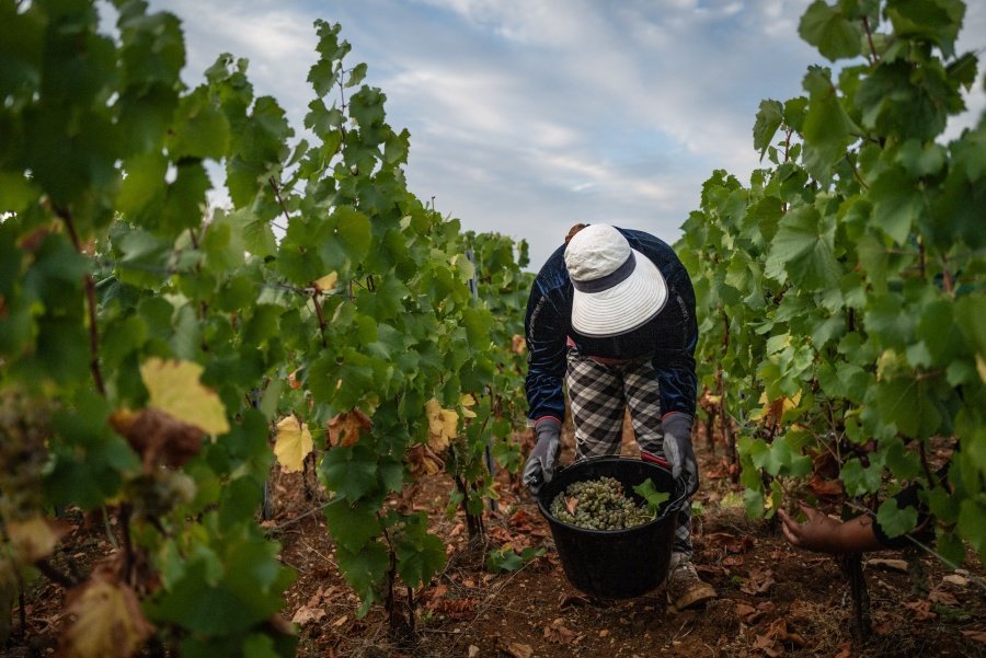 Registra Francia su menor producción de vino desde 1957 por la sequía y las olas de calor
