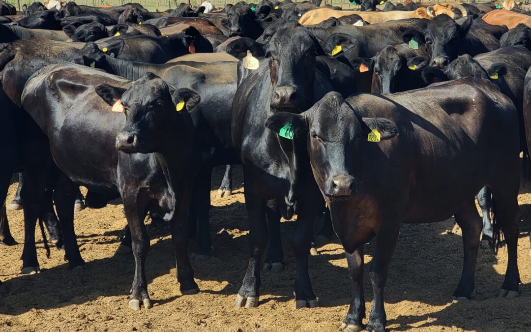 Emiten alerta por posible caso de fiebre aftosa en ganado mexicano